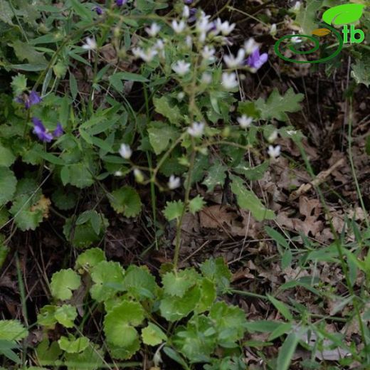 Saxifraga rotundifolia