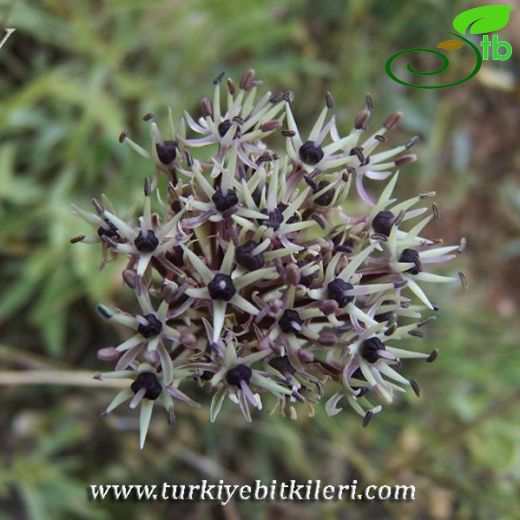 Allium elmaliense