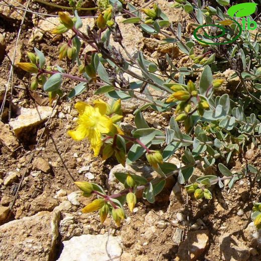 Hypericum origanifolium