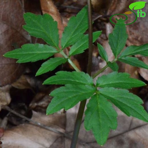 Cardamine quinquefolia