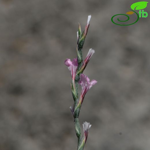 Acantholimon acerosum