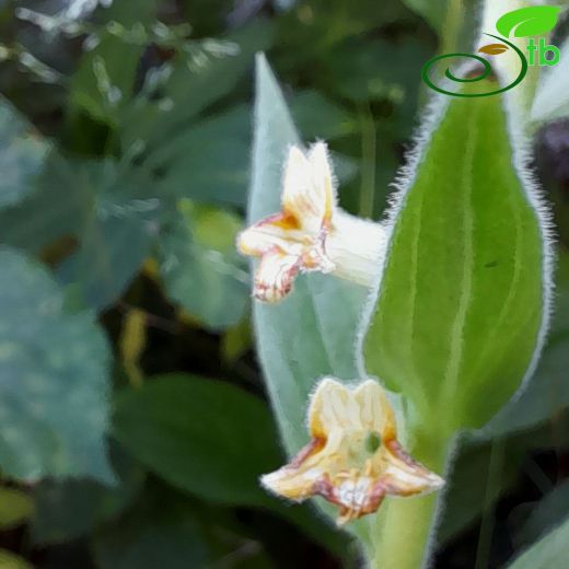 Digitalis-Yüksükotu