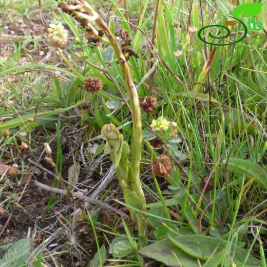 Botrychium- Gazaldili