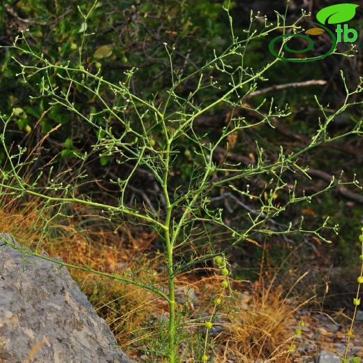 Seseli tortuosum