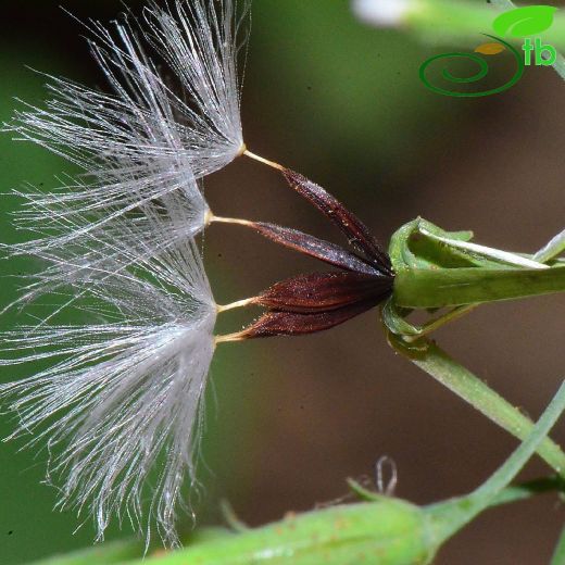 Lactuca muralis