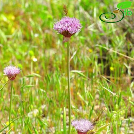 Allium lycaonicum