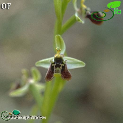 Ophrys bornmuelleri