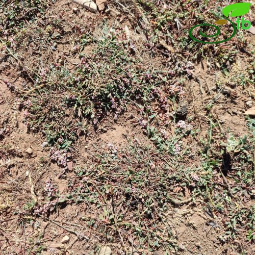 Polygonum salebrosum