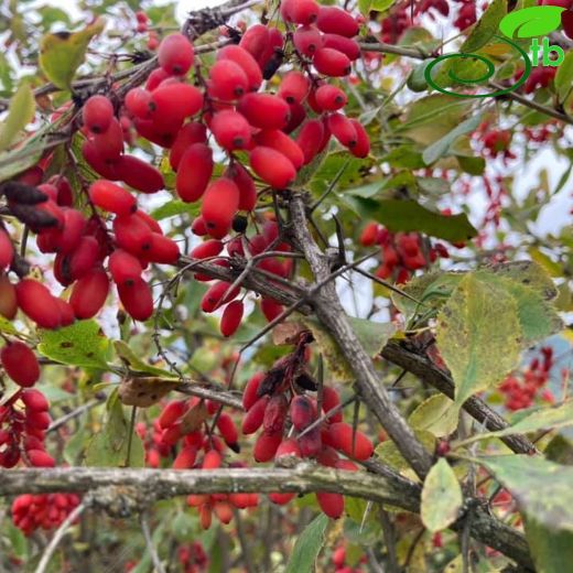 Berberis-Karamuk