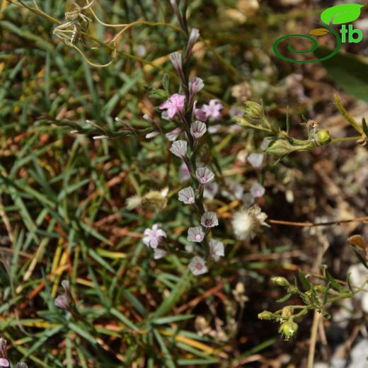 Acantholimon armenum