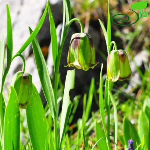 Fritillaria-Terslale