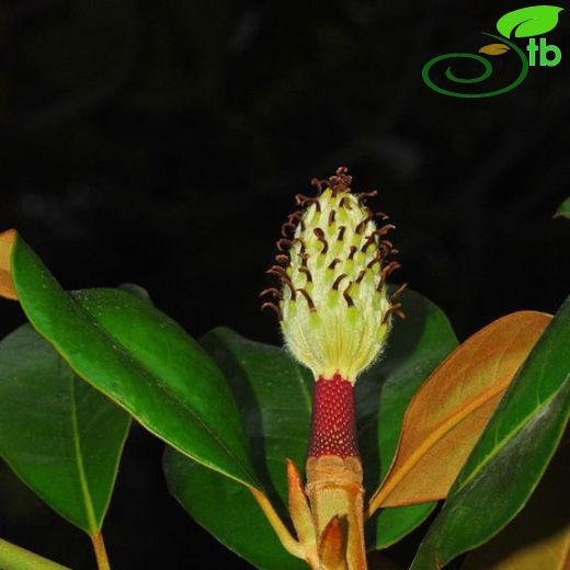 Magnoliaceae-Manolyagiller