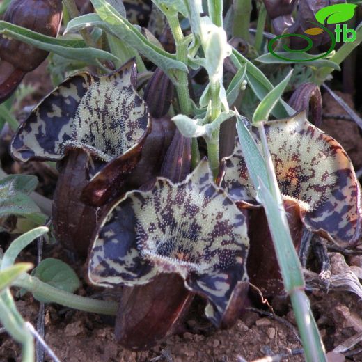 Aristolochia maurorum