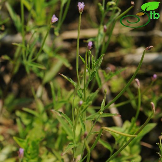 Epilobium-Yakıotu