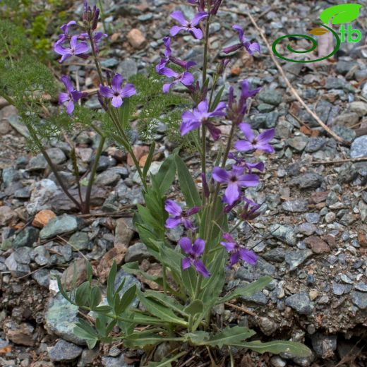 Hesperis hamzaoglui