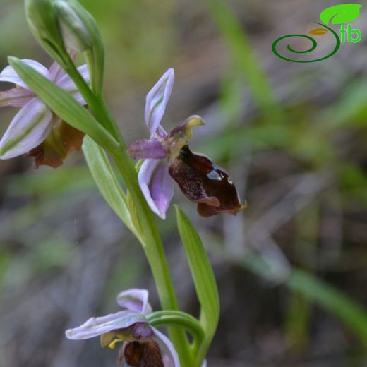 Ophrys argolica