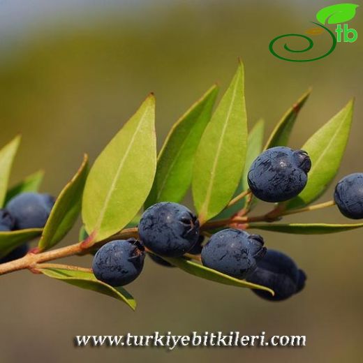 Myrtus-Mersin