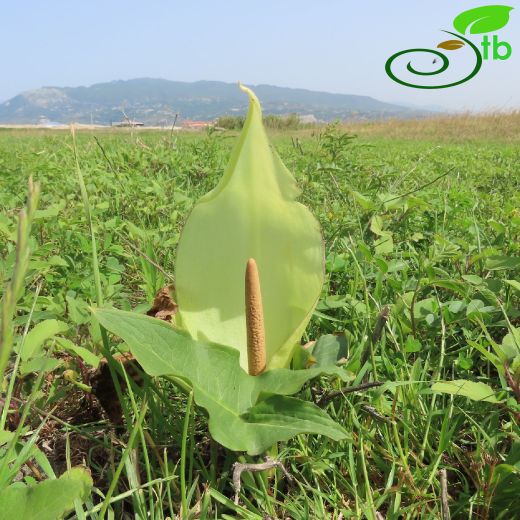 Araceae-Yılanyastığıgiller
