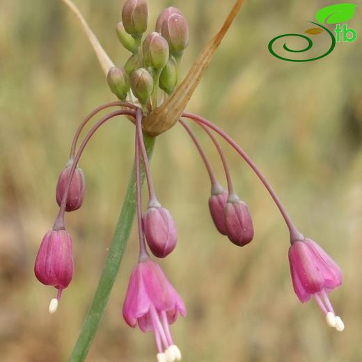 Allium olympicum