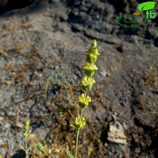Sideritis galatica
