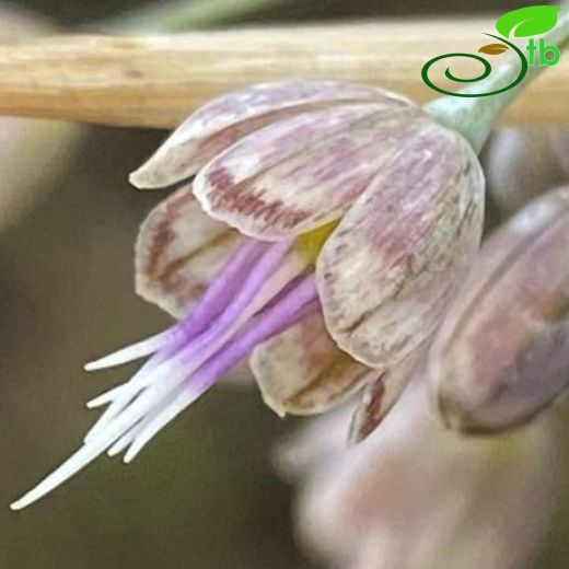 Allium dodecanesii