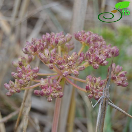 Crithmum-Denizteresi