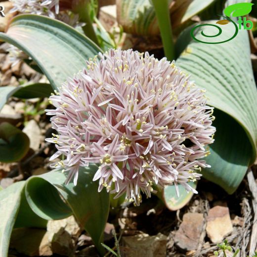 Allium subakaka