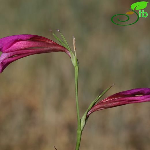 Gladiolus-Kılıçotu