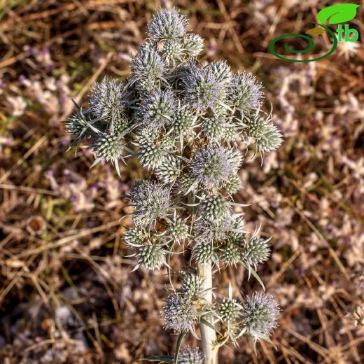 Eryngium erzincanicum