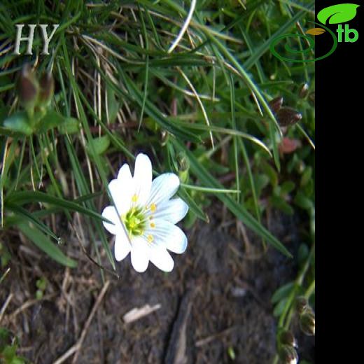 Cerastium cerastioides