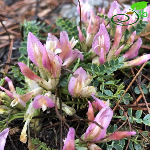 Fabaceae-Baklagiller