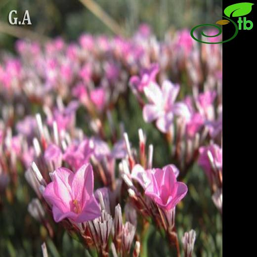 Acantholimon caesareum