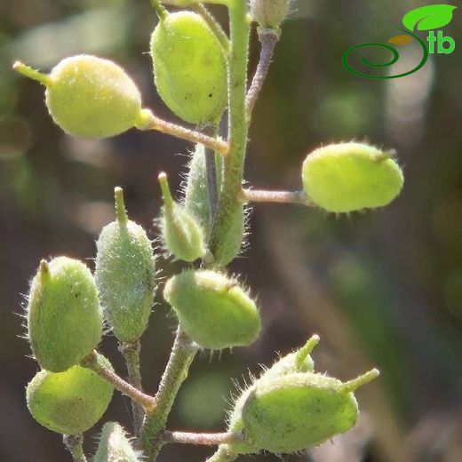 Brassicaceae-Turpgiller