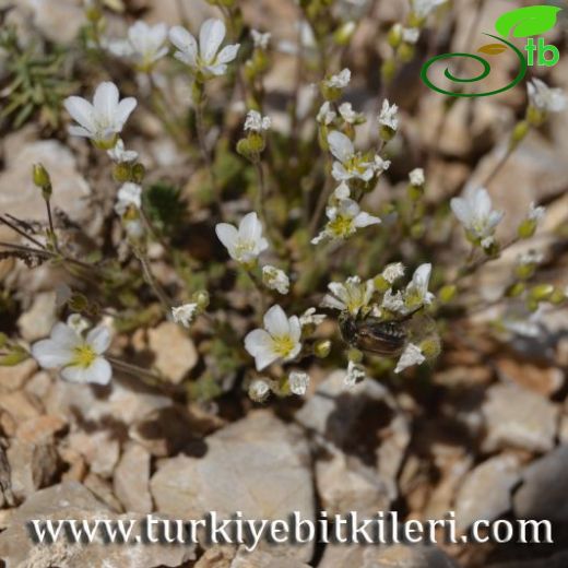 Sabulina rimarum
