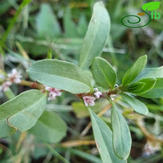 Polygonum aviculare