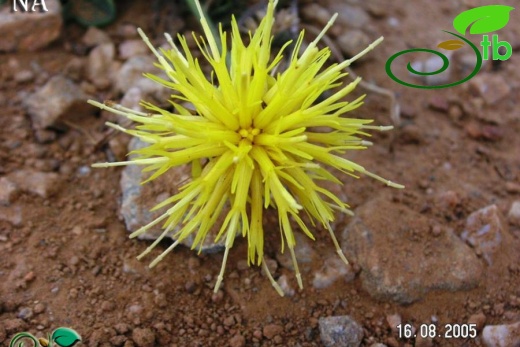 Kazdağları