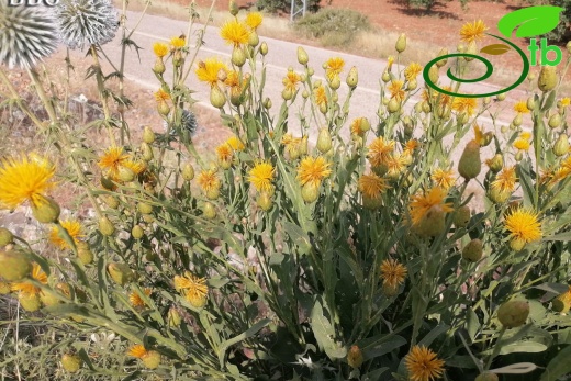 Adıyaman