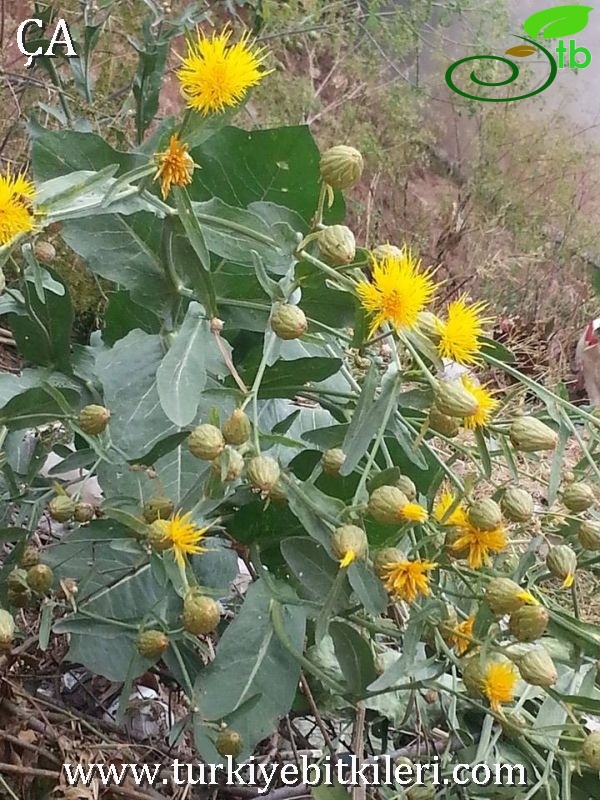 Besni-Adıyaman