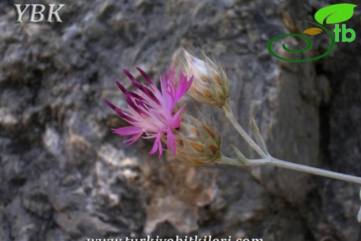 subsp. cadmea