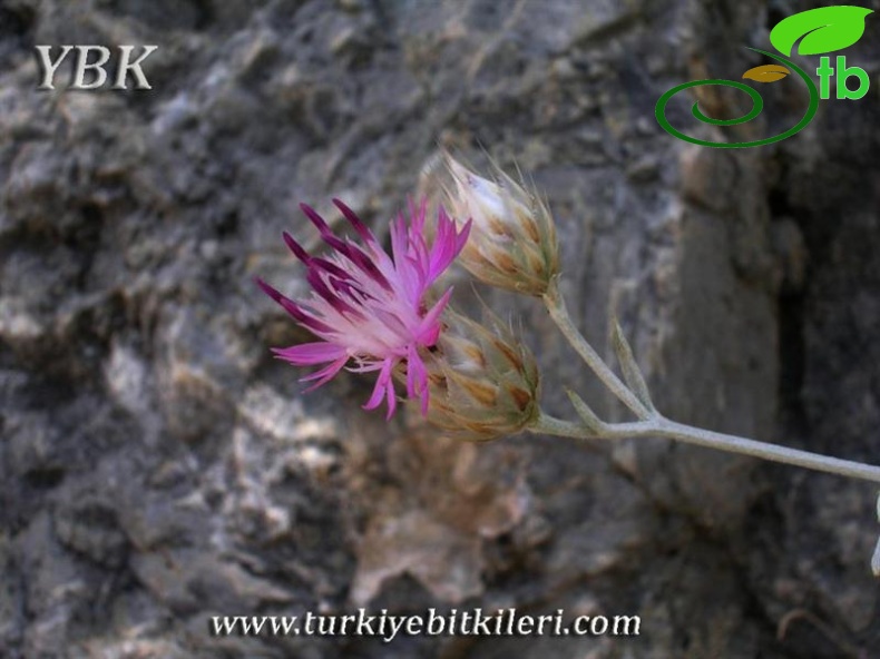 subsp. cadmea