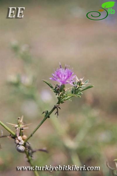 subsp. cilicica-Adana
