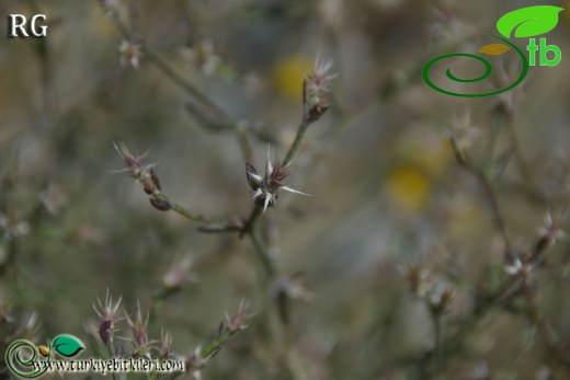Dirmil-Burdur