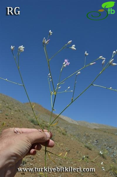 Kemaliye-Erzincan