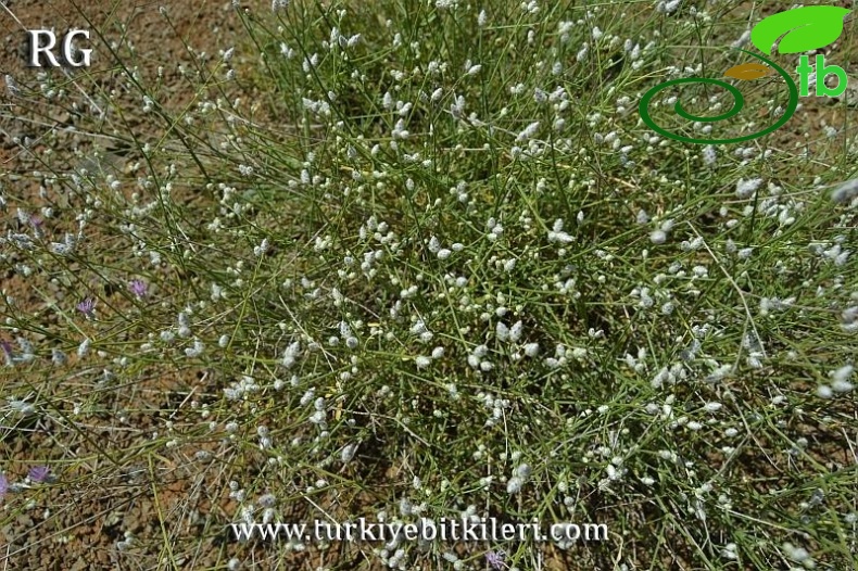 Kemaliye-Erzincan
