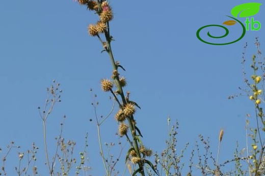 Hatay