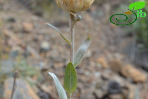 Sandras dağı