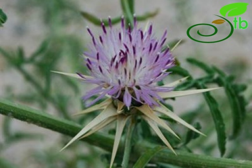Gerede-Bolu