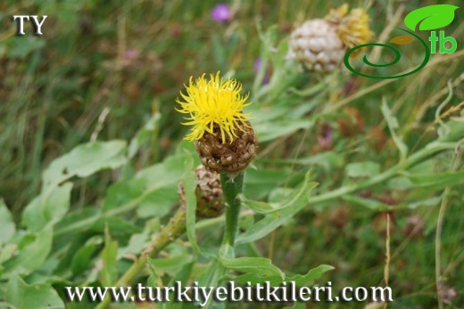 Artvin