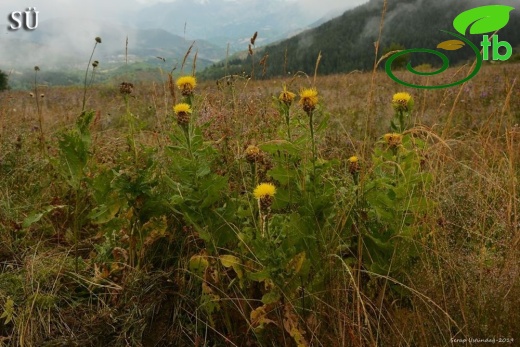 Artvin