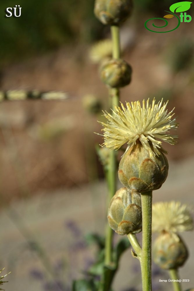 Hakkari